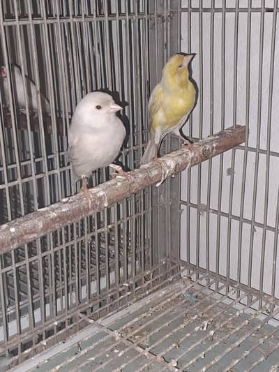 cannary too female  wite  aur yallow