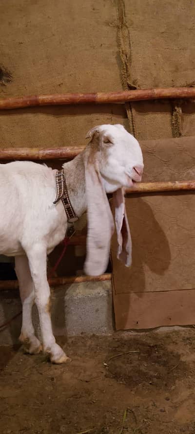 gulabi bakri for sale