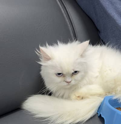Persian Cat with Blue eyes 03425250040