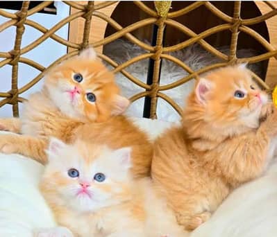 Persian cat for sale my WhatsApp number 03 45 70 84 434