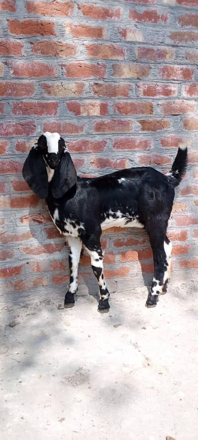 "Healthy Female Baby (3 Months) - Active and Heavy Bone"