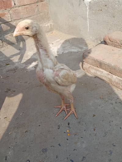 Pure White Shamo Chick