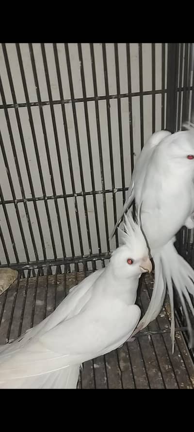 Eno Coktail  Pair For Sale in Multan