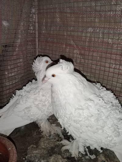 fril back pigeon sell argent full pair breeding