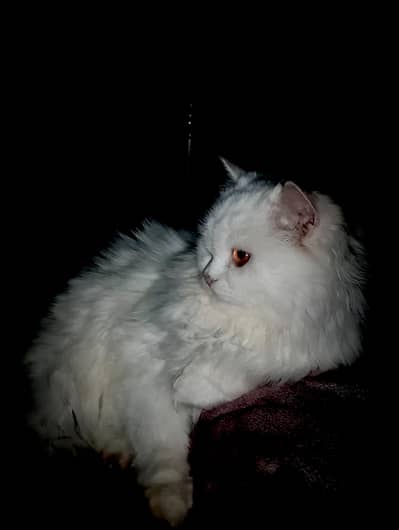 Persian Male Injected