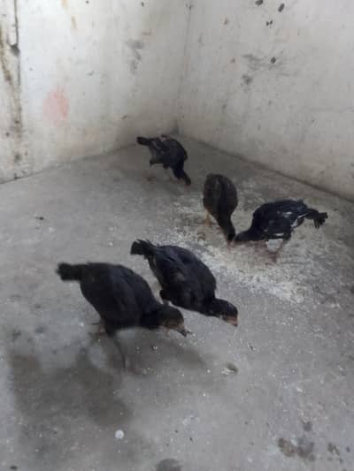 aseel chicks for sale