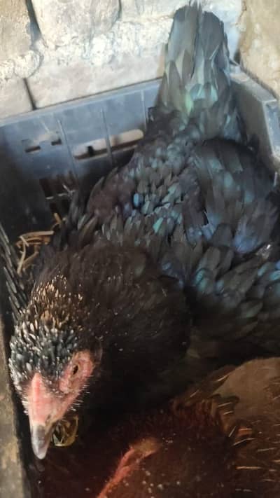 kurak kurruk broody hens