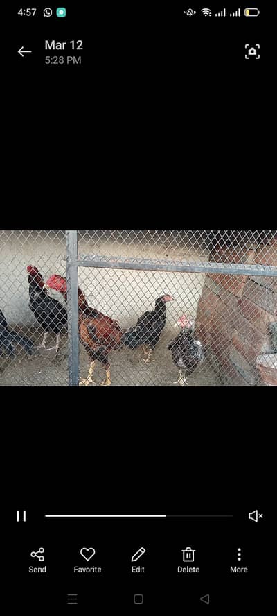 My home bread 2pair aseel murga