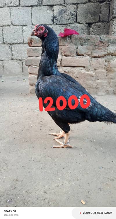 Aseel male and female