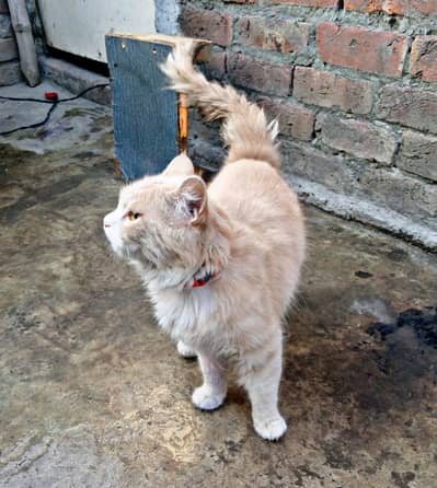 Persian Male Double Coat Urgent Sale