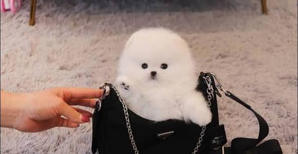 Pomeranian puppies 03145176416