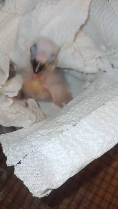 African Gray parrot baby available