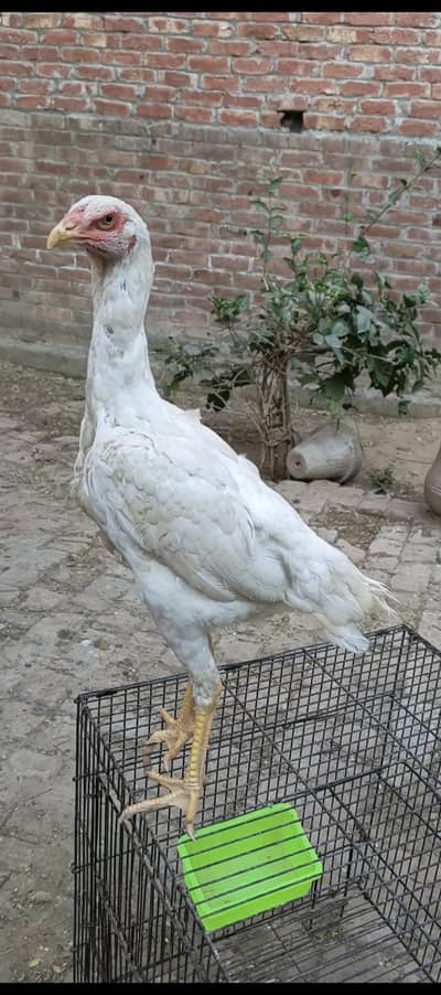 HEERA ASEEL BREEDER FEMALE AND WHITE SHAMO PATHI