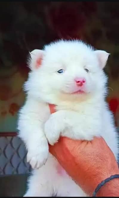 Russian puppies 03145176416