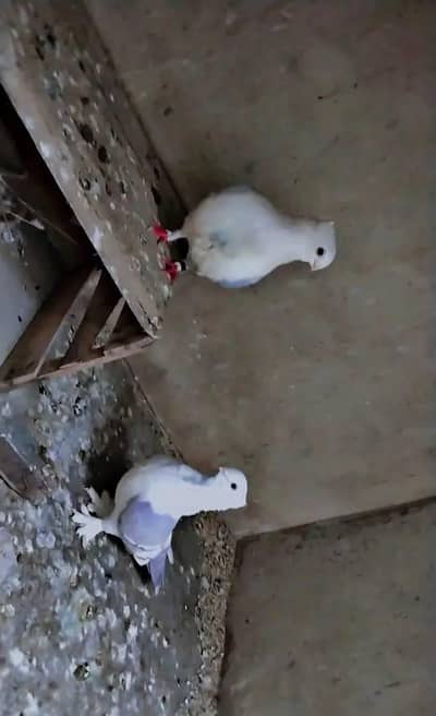 German Tie Breeder pair Four sale