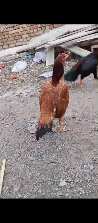 high quality old bloodline