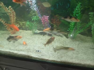 koi and shubken  for sale