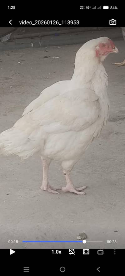 yes sale kar ra hoon