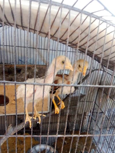 pure aseel chicks available