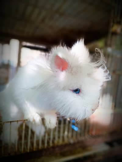 Blue Eyes Lion-head Rabbits
