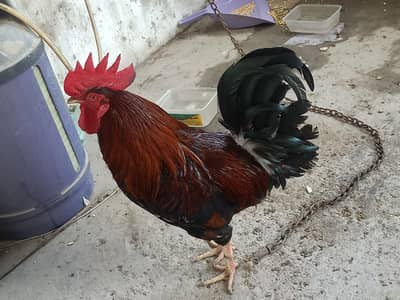 Murga Available for sale complete 12 months