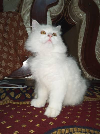 healthy and friendly Persian cat for sale