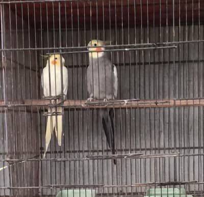 grey exhibition & common white tame males