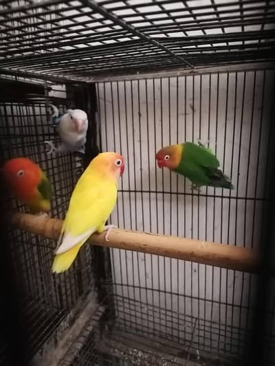 for sale with cage sale kerny ha