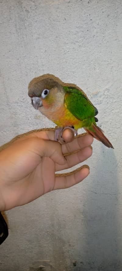 RS- 6000 Conure chicks available for sale 5000 per piece final ha
