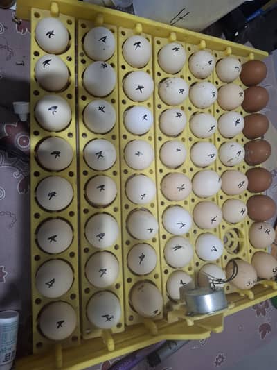 heritage austrolorp and eggs of commercial austrolorp available