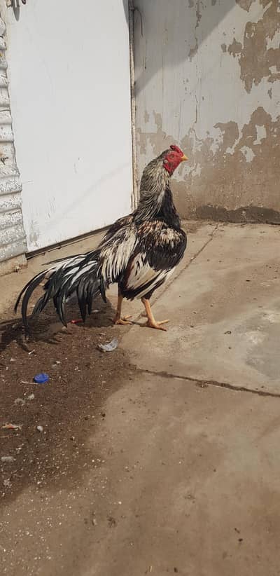 Aseel Java murga and murgi for sale