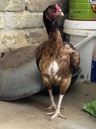 aseel lakhi hen kili taj