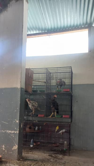 aseel for sale at reasonable price