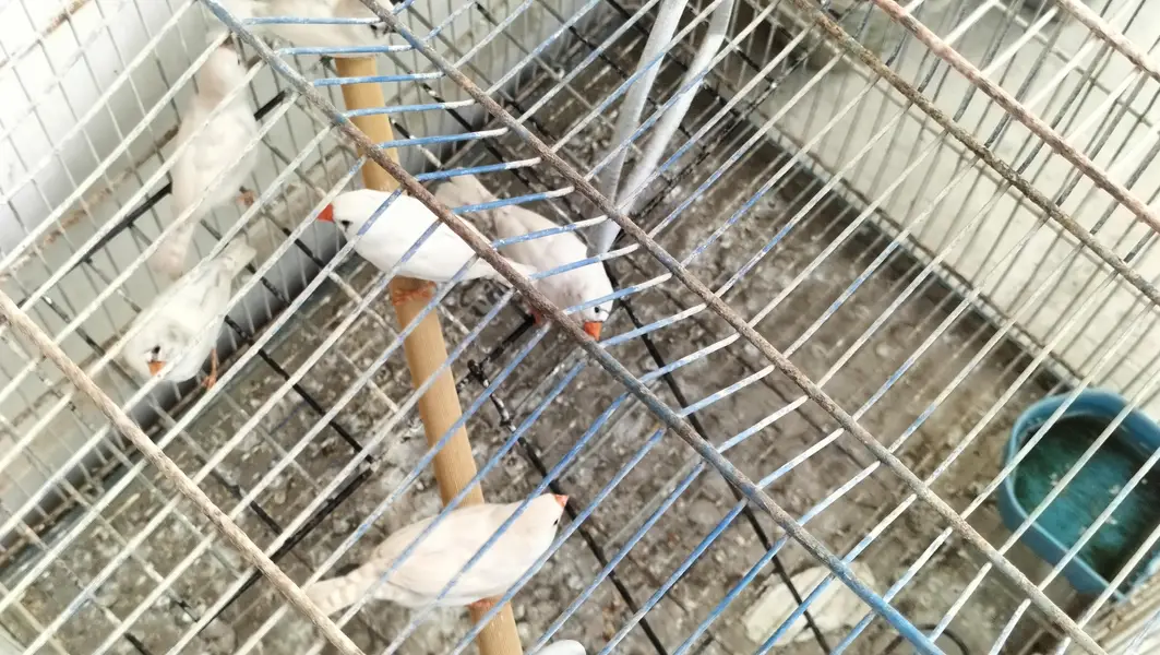 Finche white Pairs