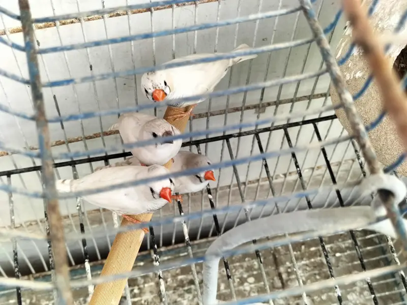Finche white Pairs — photo 3