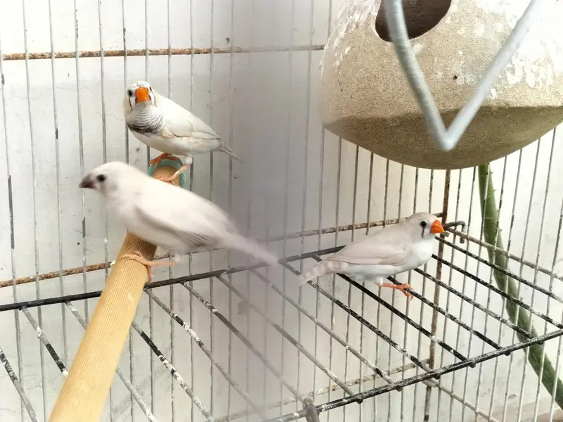 Finche white Pairs — photo 5