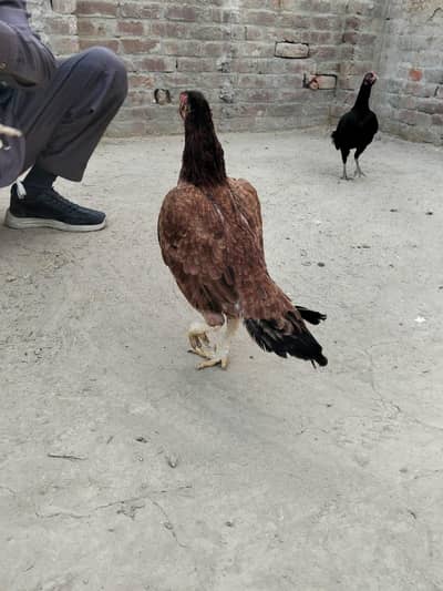 miawali aseel old whtps 03157934668