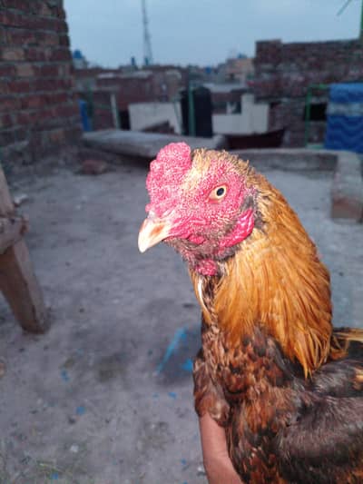 urgent sale only series