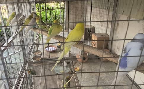 Australian Parrots for sale