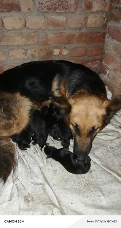 German shepherd dog for sale  mail and puppies.