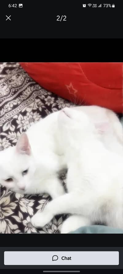 Pure white persian Cat