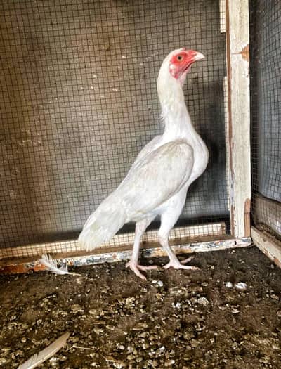 paper wight heera aseel top qulity