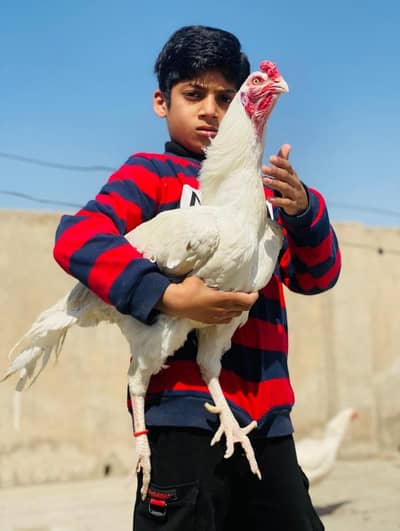 paper wight heera aseel top qulity