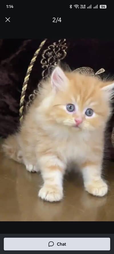 pure persian cats vaccinated triple coated WhatsApp 03317823482