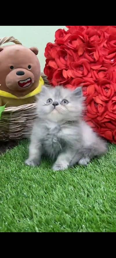 pure persian cats vaccinated triple coated WhatsApp 03317823482