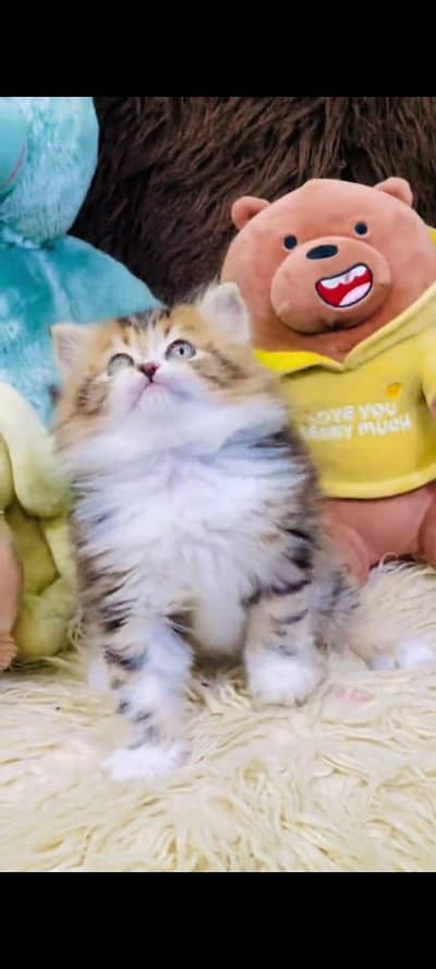 pure persian cats vaccinated triple coated WhatsApp 03317823482