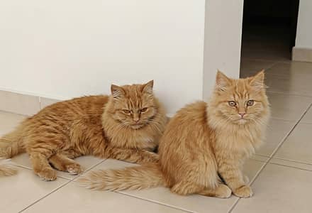 Persian Ginger Cat, Male