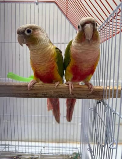pineapple conure pair for sale healthy and active