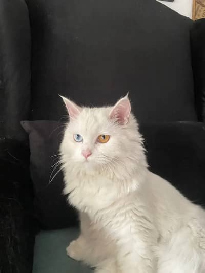 Urgent sale pair of white and grey persion cat home Pets only serious