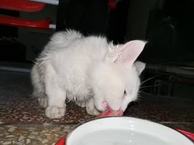 White Male Ragdoll Cat pink ears